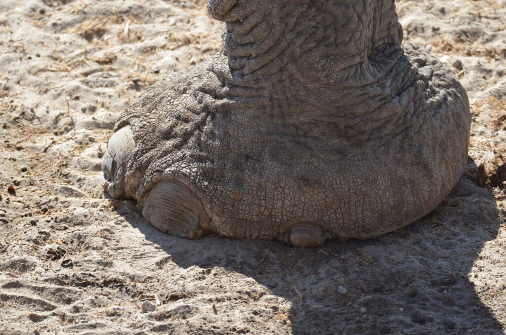 Detailed view of an African elephant's foot on textured sand in natural light.